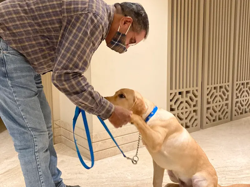 smart dog training, photo 5