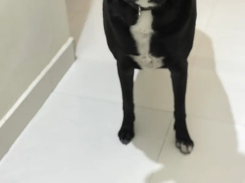 Smarty Dogs, photo 2