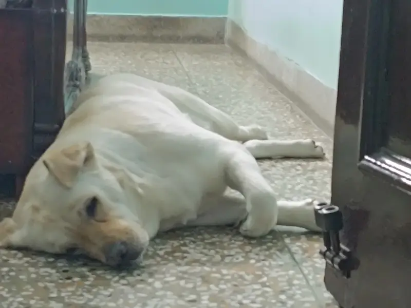 Smarty Dogs, photo 3