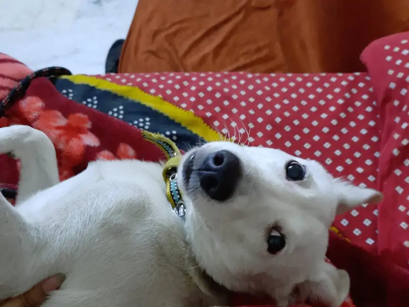 Smarty Dogs, photo 4