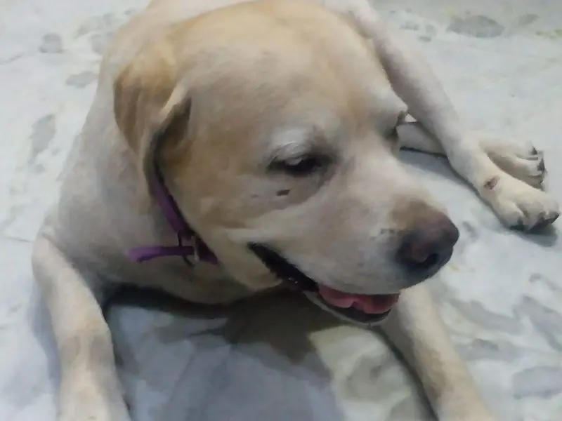Smarty Dogs, photo 5