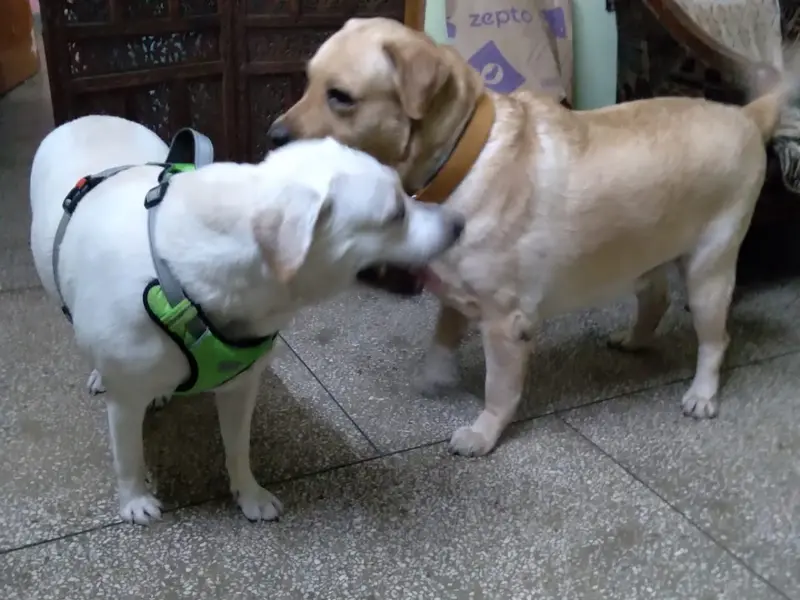 The doggy party, photo 4