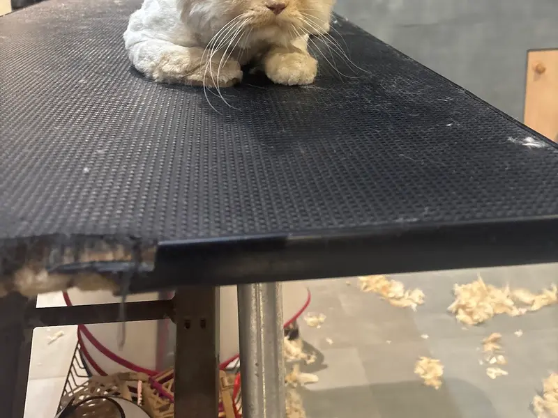 The Pet Point - Pet Shop & Grooming Parlor, photo 3