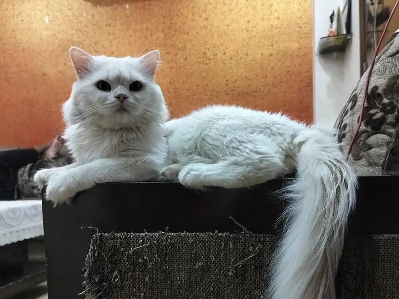 The Pet Point - Pet Shop & Grooming Parlor, photo 5