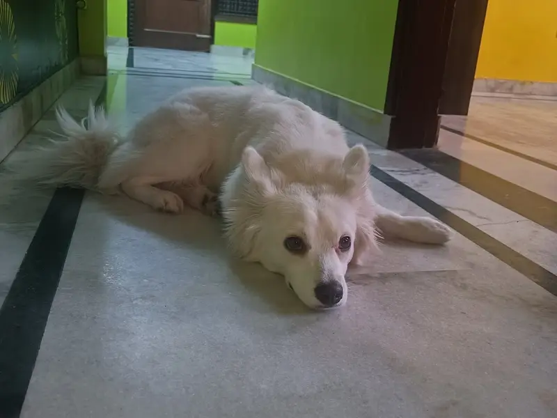 Thor & simba pet home, photo 2