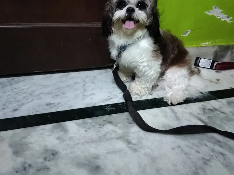 Thor & simba pet home, photo 3
