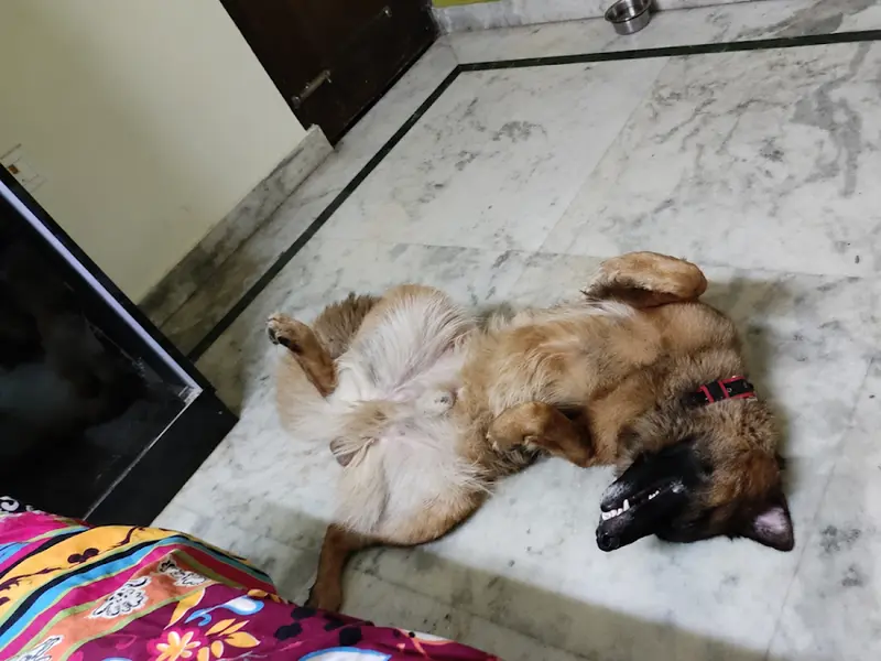 Thor & simba pet home, photo 5