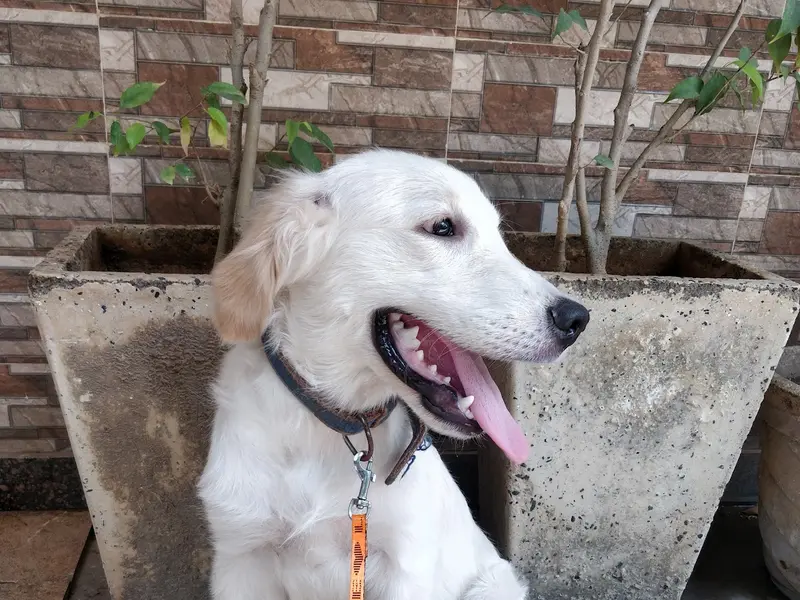 Dharam, Dog Training & Boarding House, photo 3