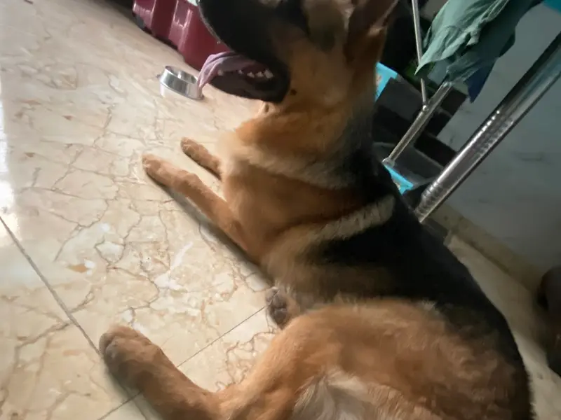 Dharam, Dog Training & Boarding House, photo 4