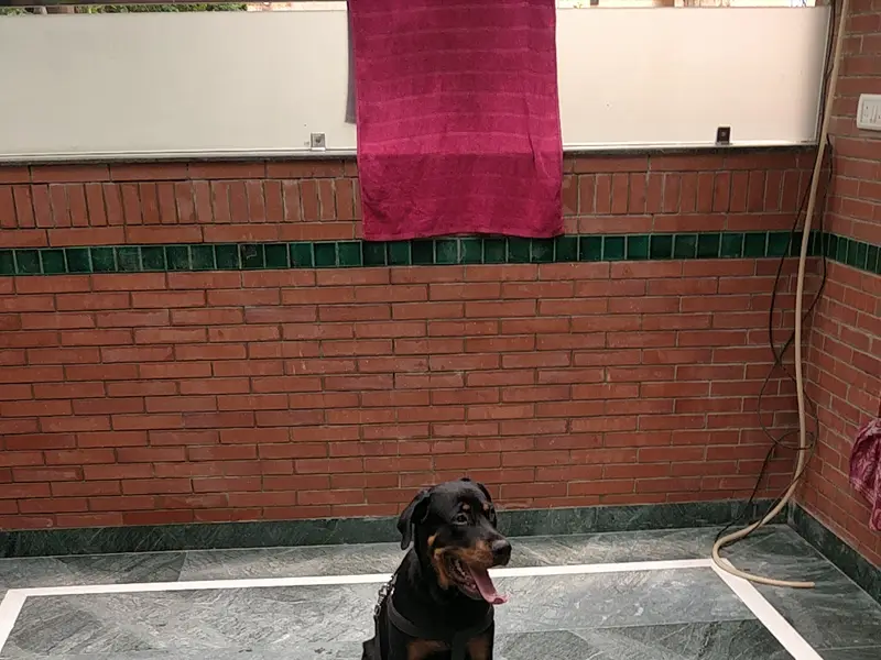 Dharam, Dog Training & Boarding House, photo 5