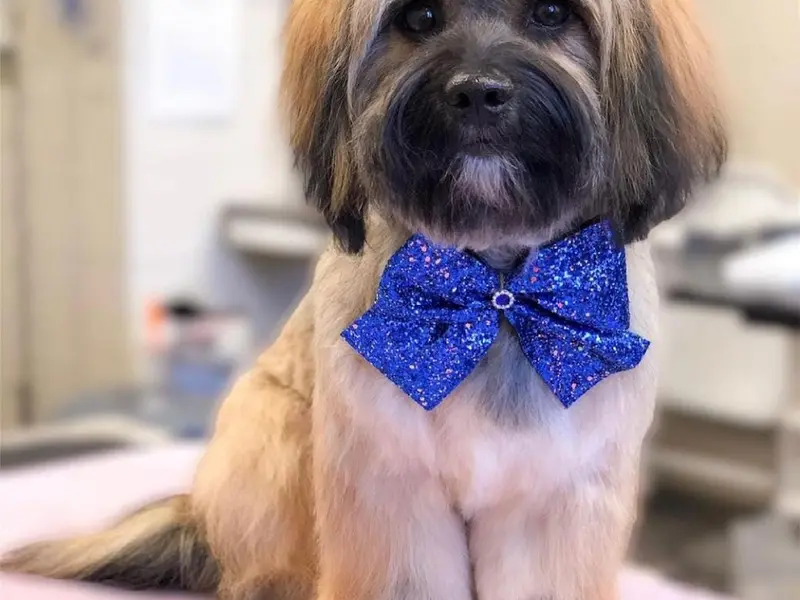 Dogs Paradise Grooming - Pet Grooming Service South Delhi, photo 2