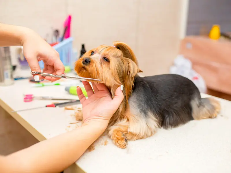 Dogs Paradise Grooming - Pet Grooming Service South Delhi, photo 3