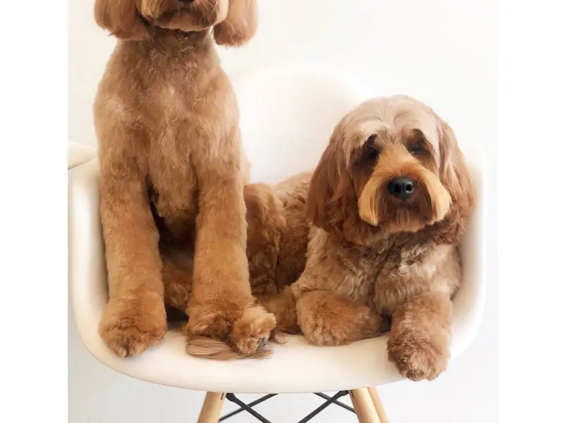 Dogs Paradise Grooming - Pet Grooming Service South Delhi, photo 4