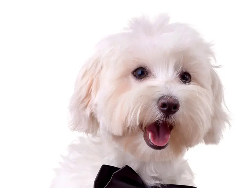 Dogs Paradise Grooming - Pet Grooming Service South Delhi, photo 5