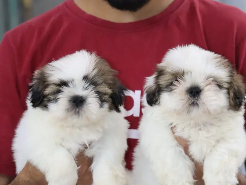 Dogs Paradise, photo 4