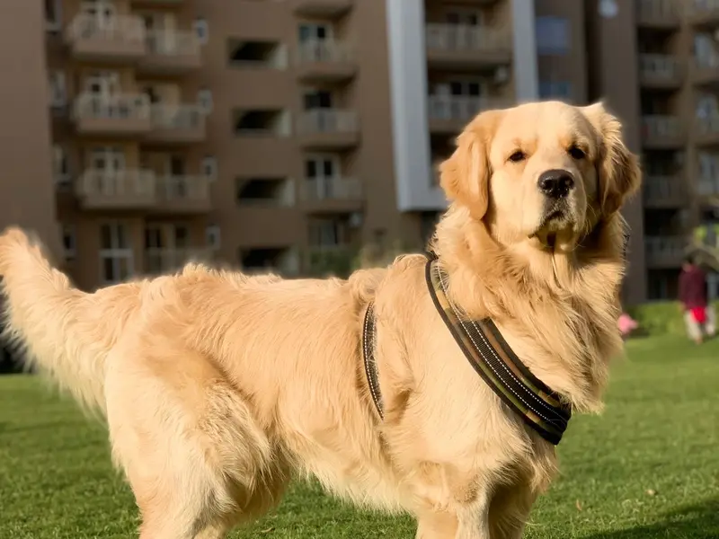 Dogs Paradise, photo 5