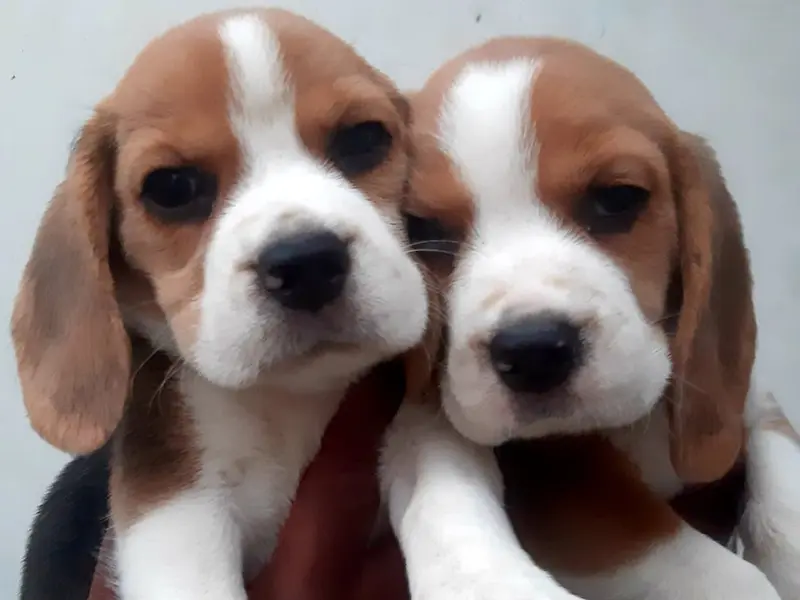 Dogs world Dehradun all Breed puppies Delhi branch, photo 2