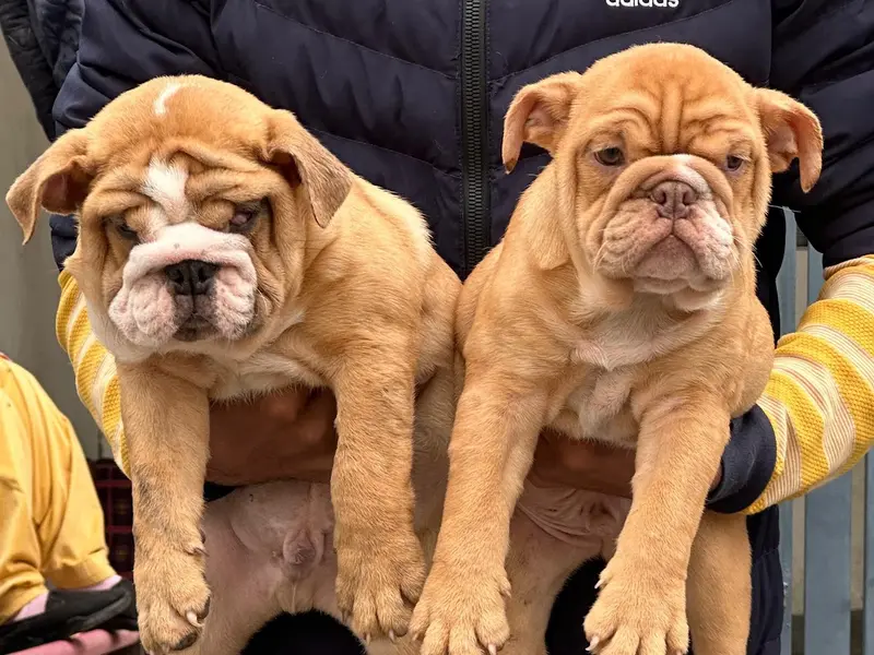 Dogs world Dehradun all Breed puppies Delhi branch, photo 3