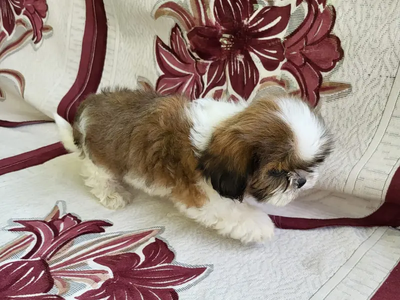 Dogs world Dehradun all Breed puppies Delhi branch, photo 4