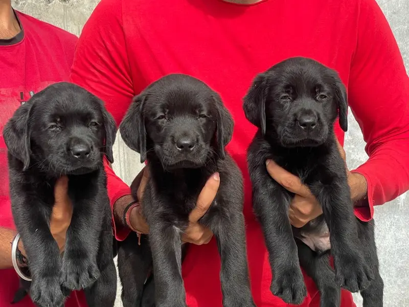 Dogs world Dehradun all Breed puppies Delhi branch, photo 5