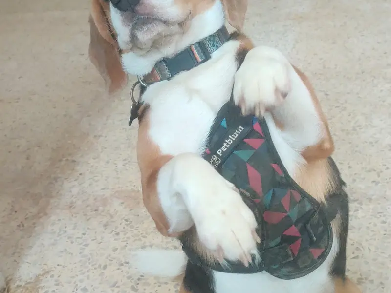 Heal Your Paws, photo 3