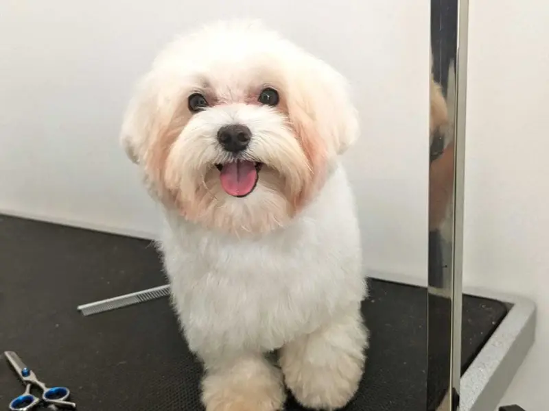 ThePetNest - Book Pet Groomer, Boarder, Vet & Walker online, photo 2