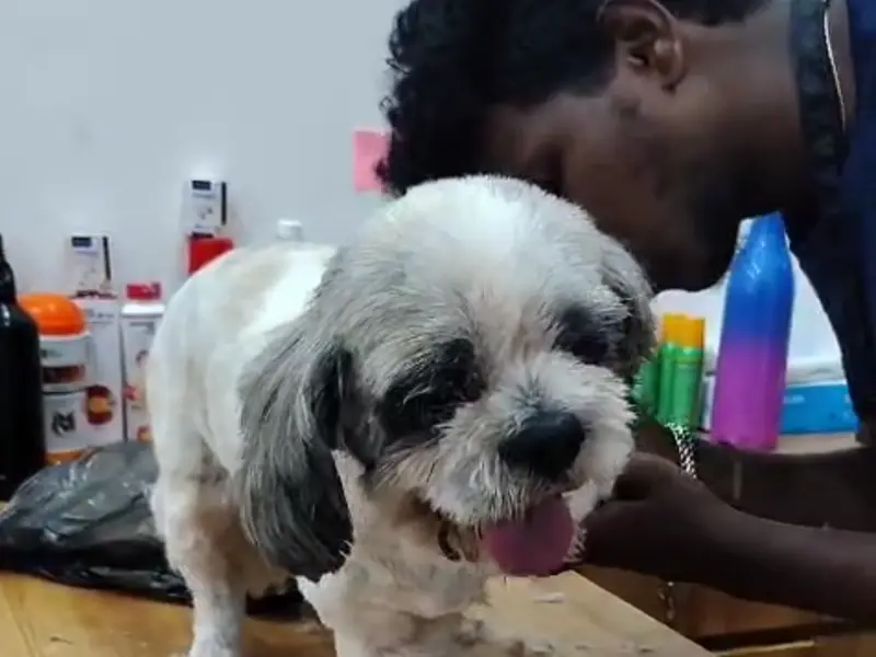 ThePetNest - Book Pet Groomer, Boarder, Vet & Walker online, photo 3
