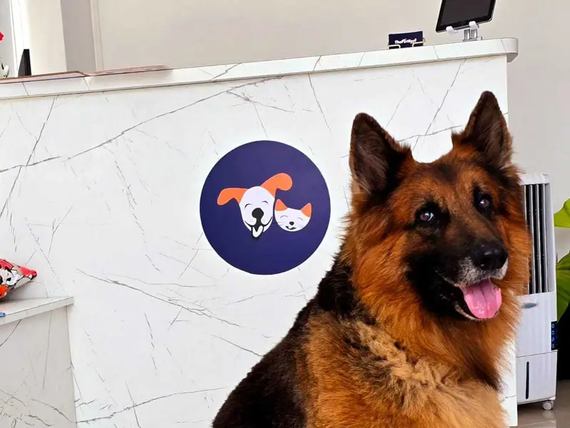 ThePetNest - Book Pet Groomer, Boarder, Vet & Walker online, photo 4