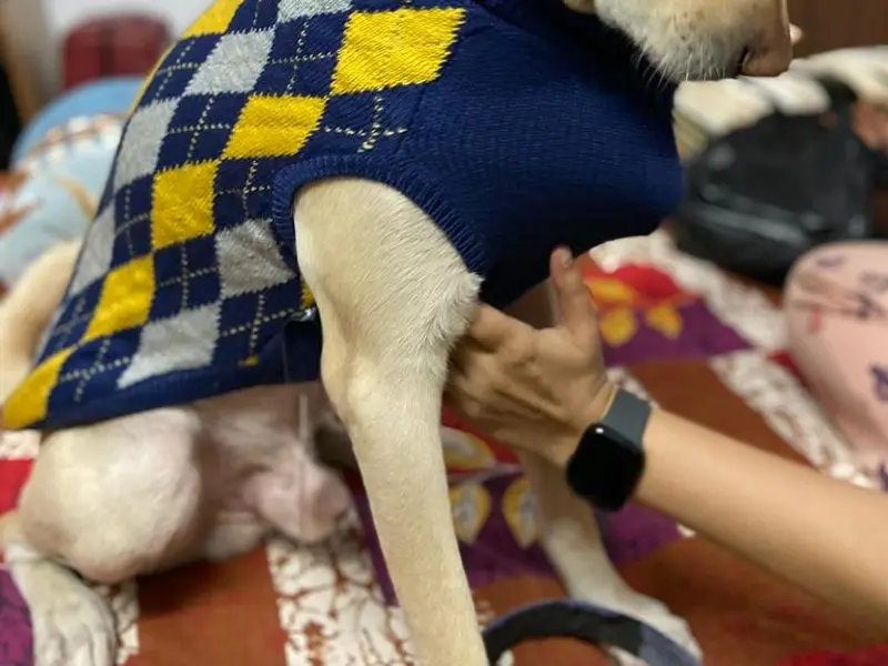Heads Up For Tails Pet Supply Store | Select Citywalk, New Delhi, photo 3