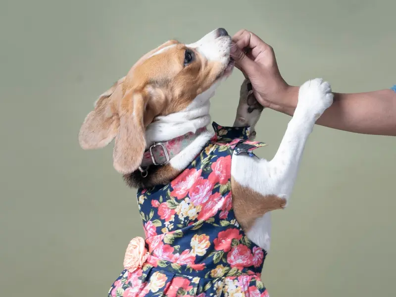 JUSTDOGS | Saket, Delhi - Pet Store & Spa, photo 4