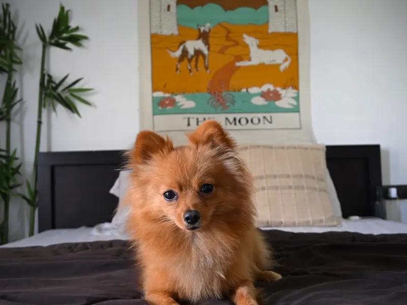 Pet Boarding & Daycare, photo 2