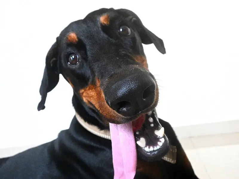 Pet Boarding & Daycare, photo 4