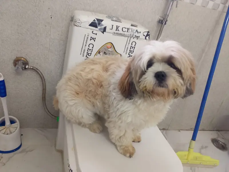 Pet Groomer At Home, photo 2