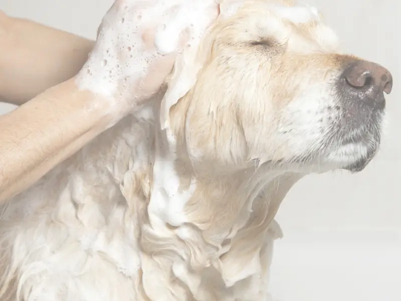 Pet Groomer At Home, photo 3