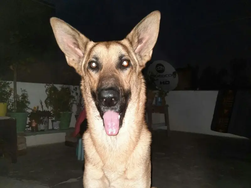 Pet Groomer At Home, photo 4