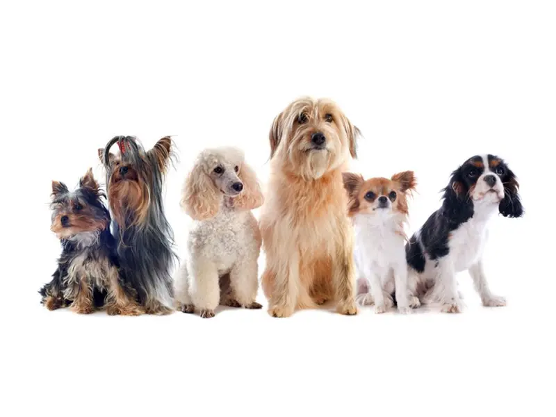 Pet Groomer At Home, photo 5