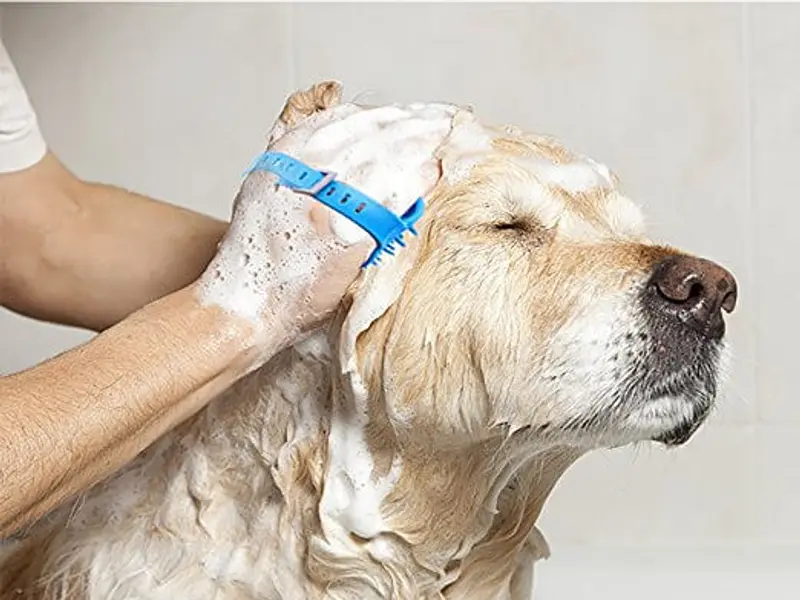 Pet Grooming & Bathing Delhi, photo 2