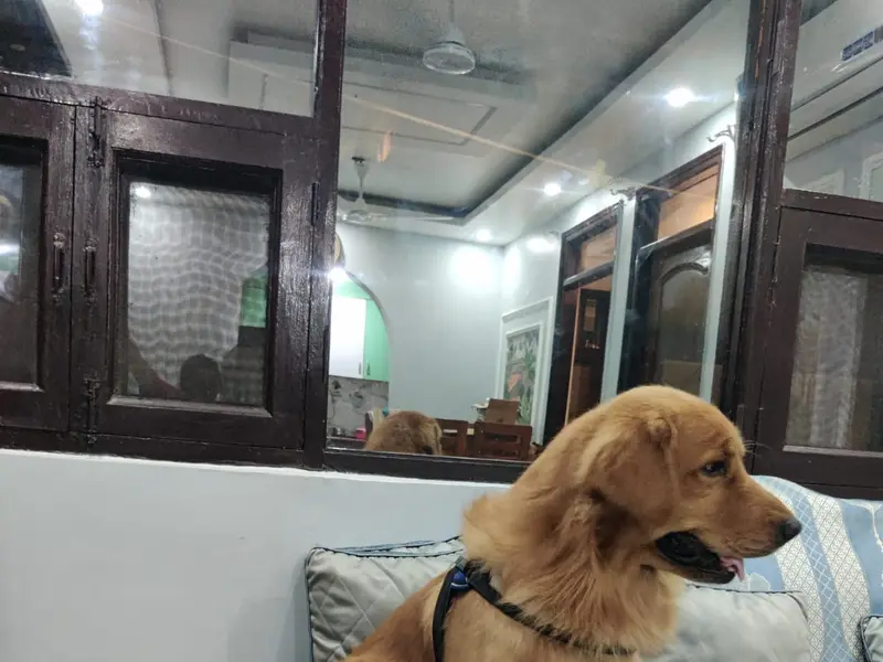 Pet Grooming & Bathing Delhi, photo 5
