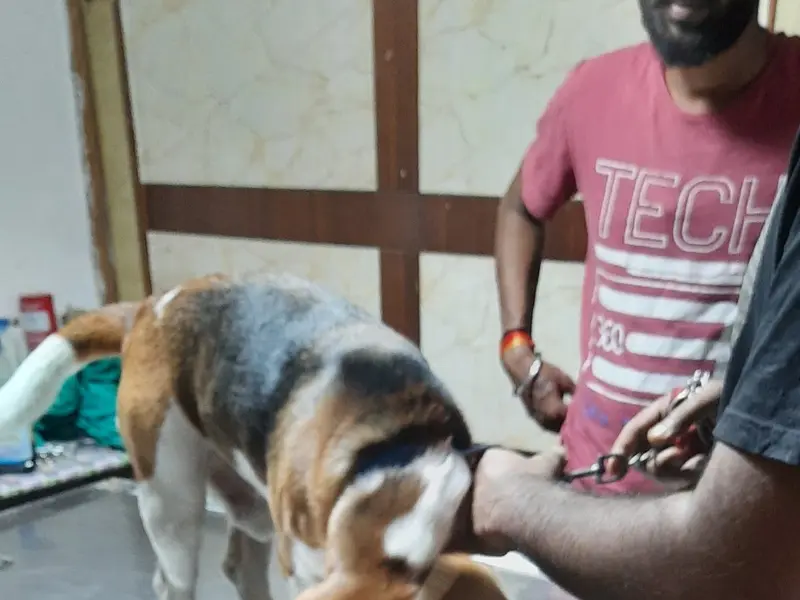 Vet Fort Pet Clinic, photo 2