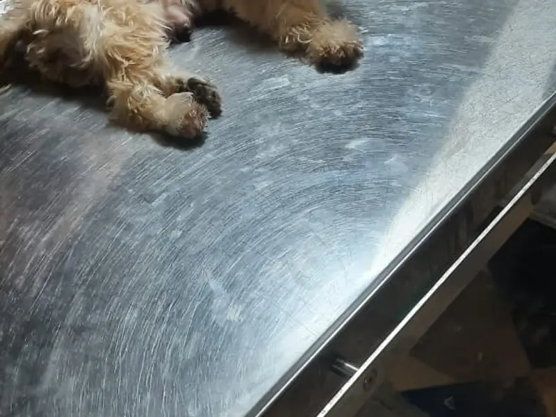 Vet Fort Pet Clinic, photo 3