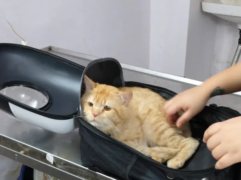 Vet Fort Pet Clinic, photo 4