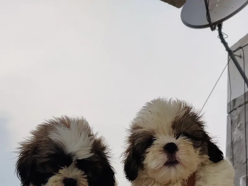 Wow pets shop, photo 4