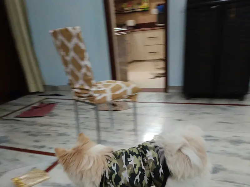K.S Pet Shop, photo 3