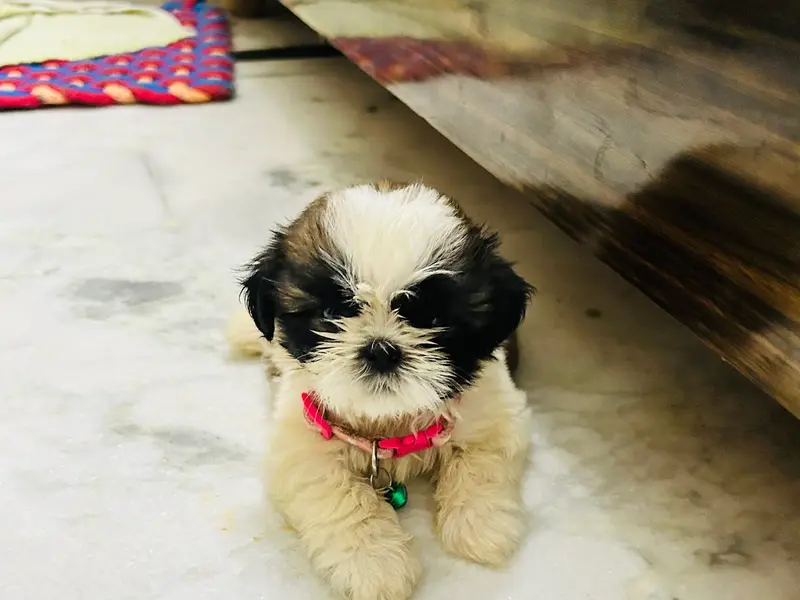 K.S Pet Shop, photo 5