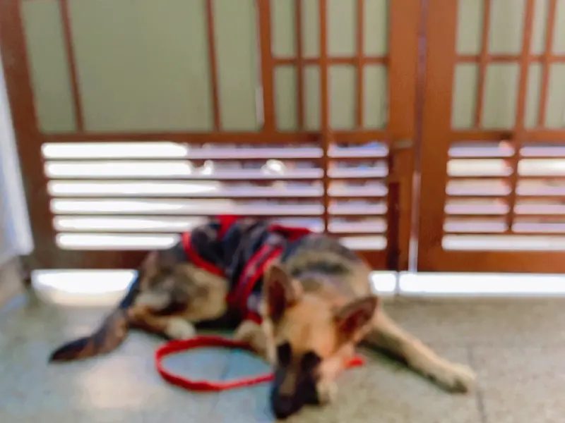 Dog Trainer Deepak and boarding house, photo 3