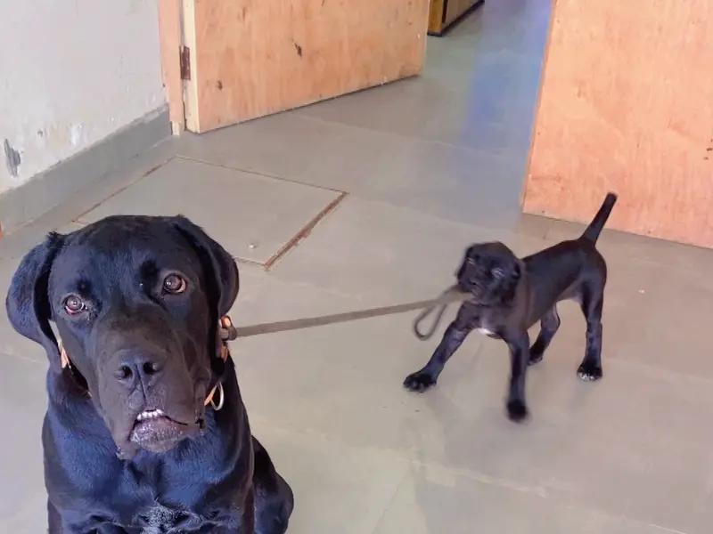 Dog Trainer Deepak and boarding house, photo 5