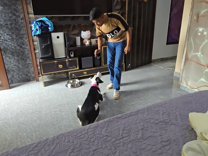 Sunny dog Trainer, photo 2