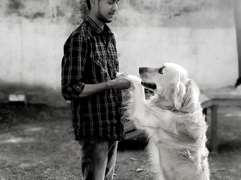 Sunny dog Trainer, photo 3