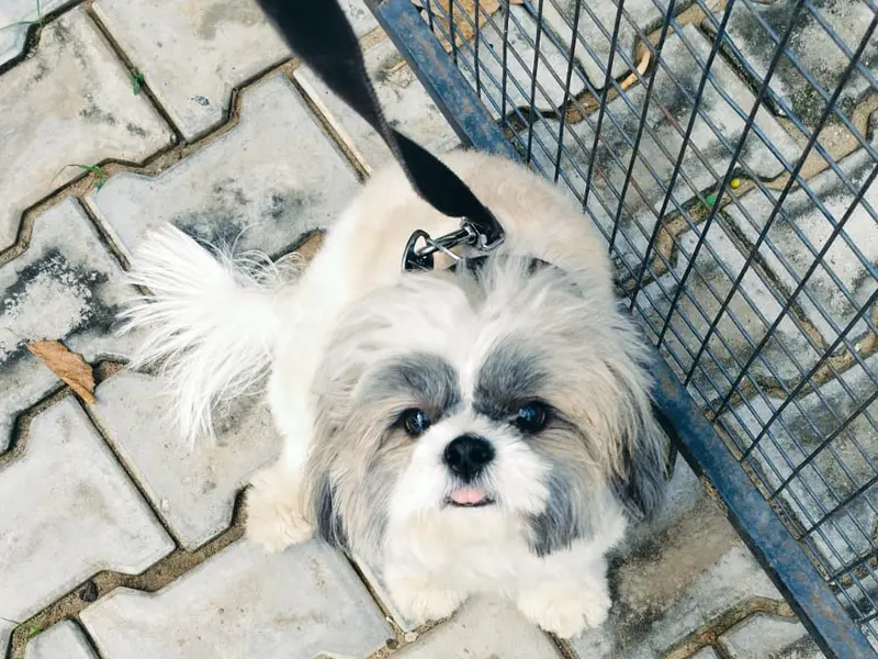 Sunny dog Trainer, photo 4