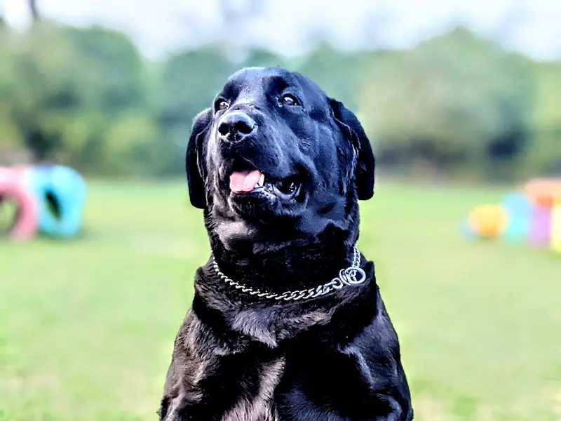 Sunny dog Trainer, photo 5
